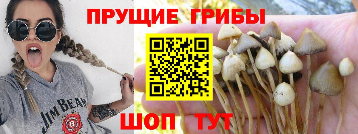 Псилоцибиновые грибы мицелий Севастополь